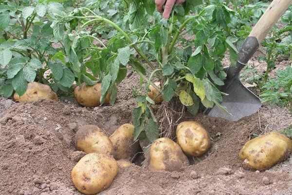 土豆生长期病虫害的防治措施,土豆病虫害防治