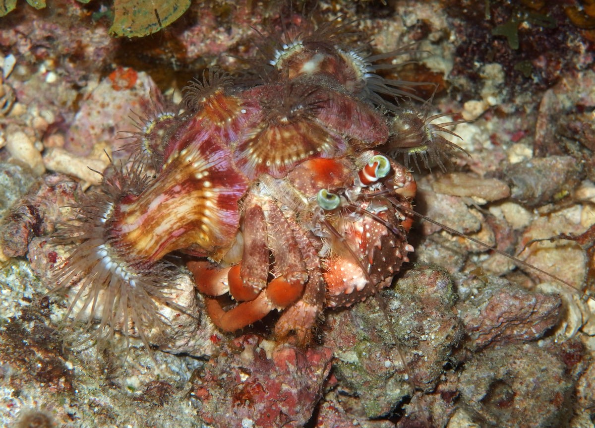 宸村帢宀涘浘鍏板娼滄按浜嬩欢,宸村帢宀涘浘鍏板娼滄按鏀荤暐