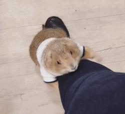 黏人的土拨鼠,黏人可爱会撒娇的动物