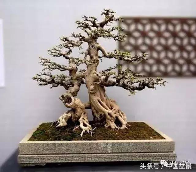 榕树盆景欣赏,欣赏盆景的感受句子