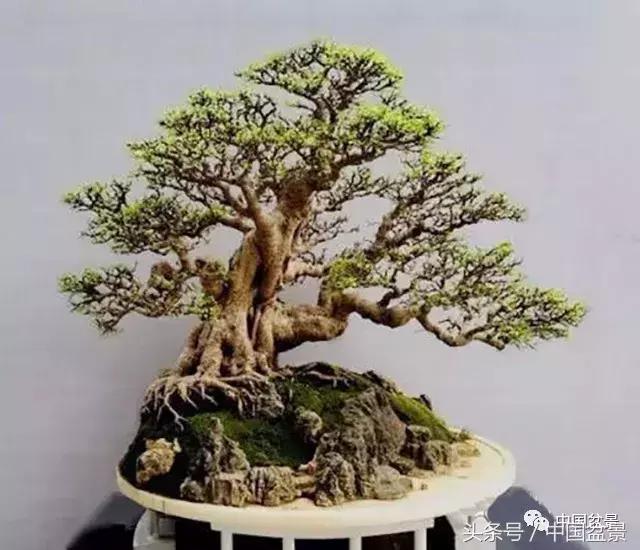 榕树盆景欣赏,欣赏盆景的感受句子