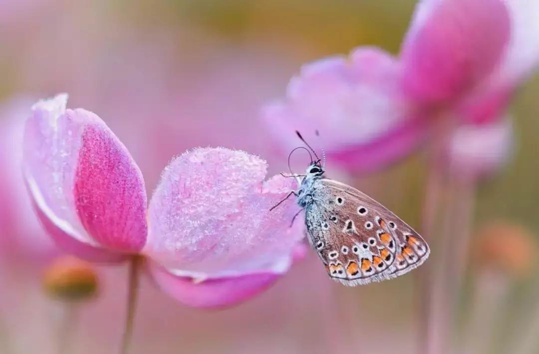 做个花心的女人视频,做个花心的女人歌曲