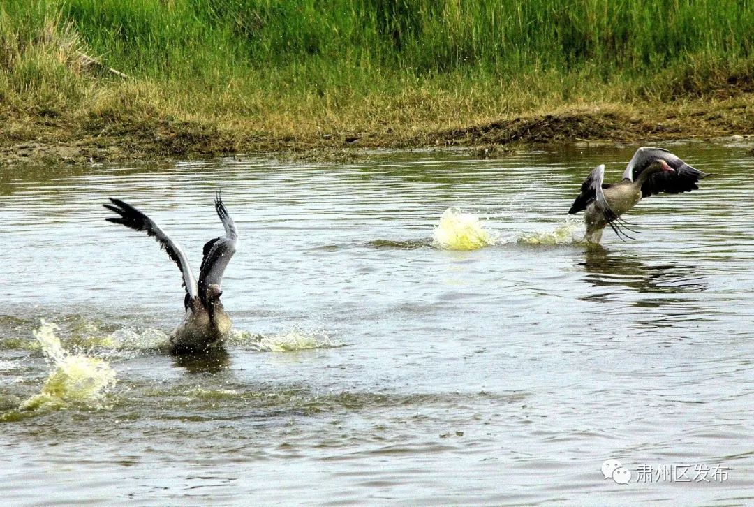 太迷人了！肃州区的这幅生态画卷越绘越美丽！