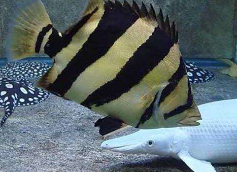 饲养虎鱼要不要加盐,黄金虎鱼最佳饲养方法