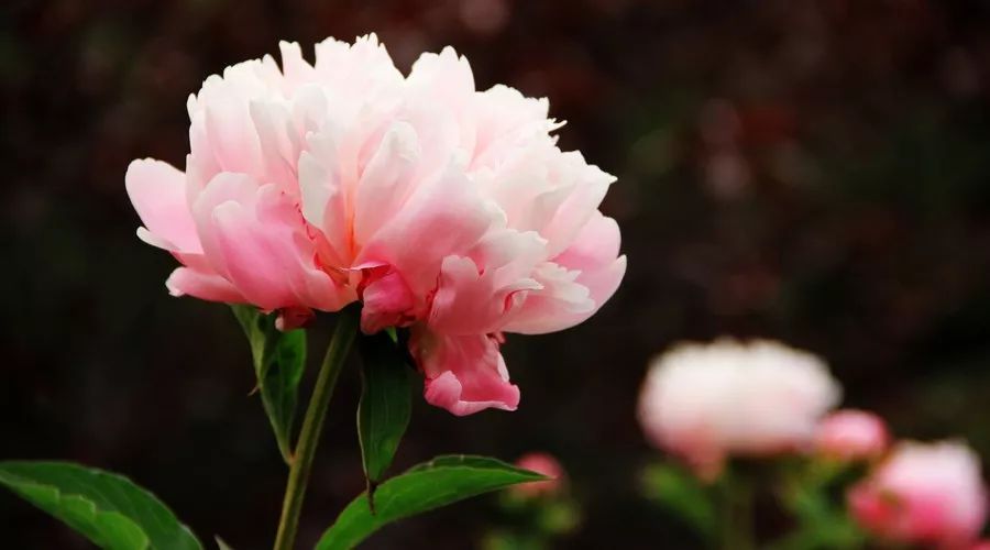 梅花易数测今日财运,梅花易数占卜财运