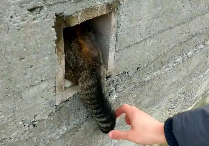 猫和尾巴是两种不同的生物？猫尾长期不动并不正常，小心爱猫瘫痪