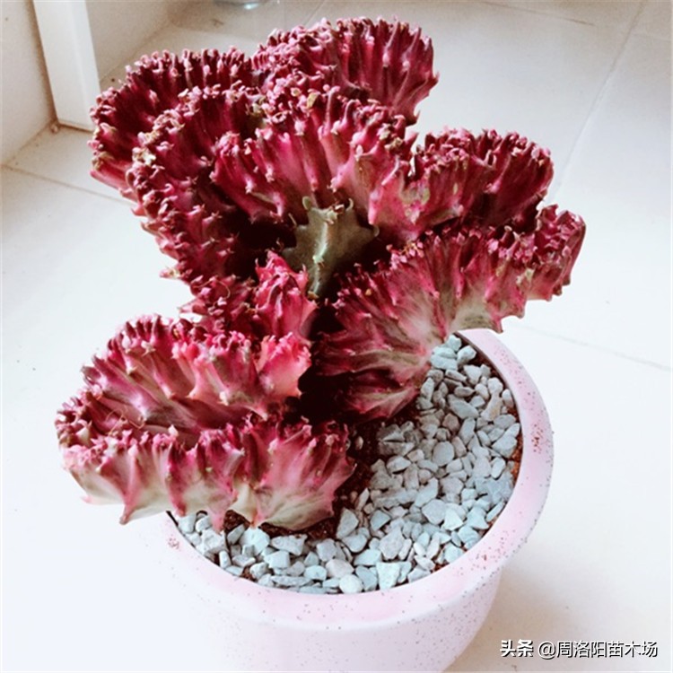 玉麒麟家庭养殖好不好,家中养玉麒麟什么意思