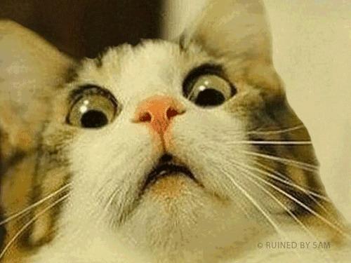 桃子里红色的小虫子是什么,桃子里的白色小虫是什么虫子