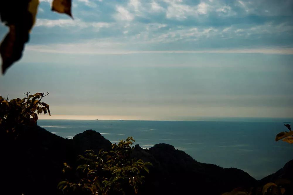 崂山绿茶是什么茶类型的茶,崂山绿茶和野生茶有什么区别