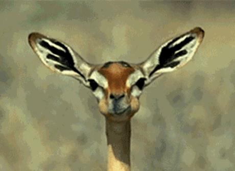 张雨绮刮痧瘦脸方法视频,张雨绮脸在哪做的超声刀