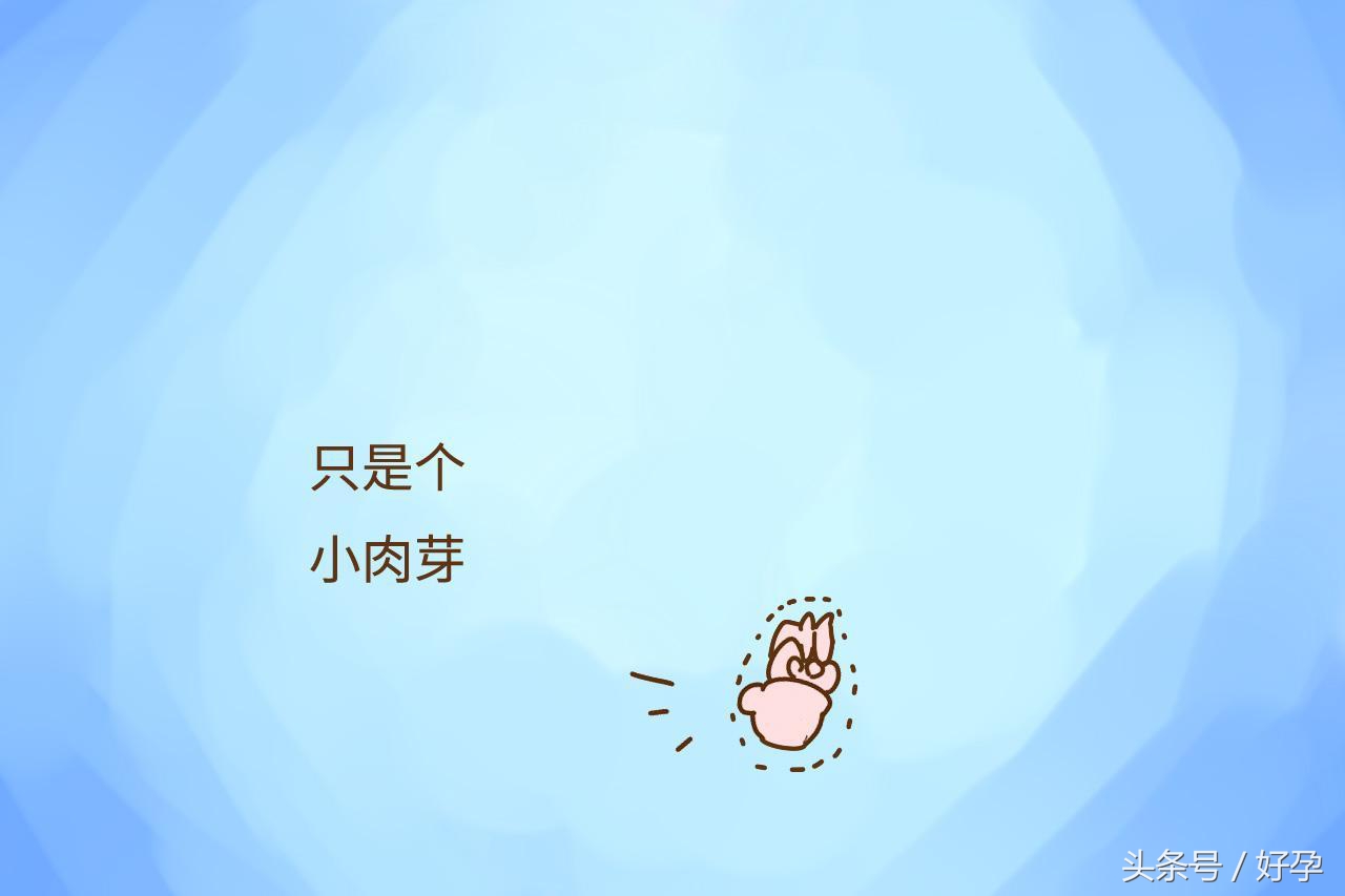 怀孕第一个月宝宝是什么样子,怀孕第一个月孩子长什么样子