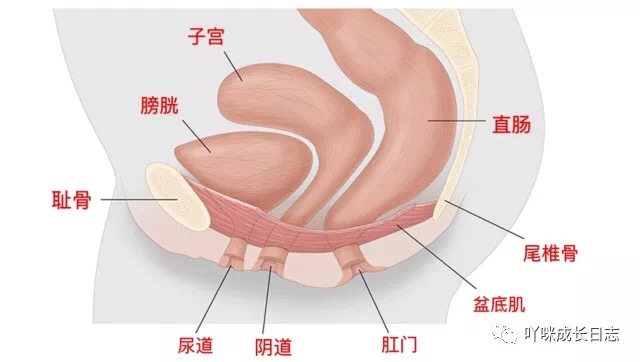产后你的身体还好吗,产后9年盆底肌怎样修复