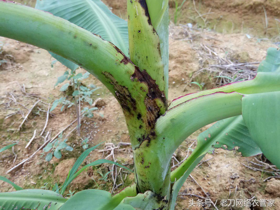 跳甲的生活规律和防治方法,香蕉跳甲怎么上药比较好
