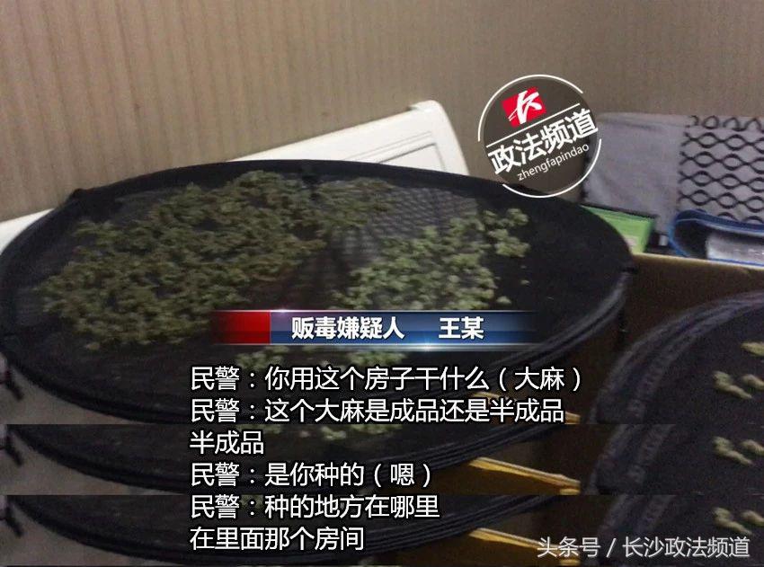 警方查处非法种植毒品,长沙市公安局破获特大大麻种植案