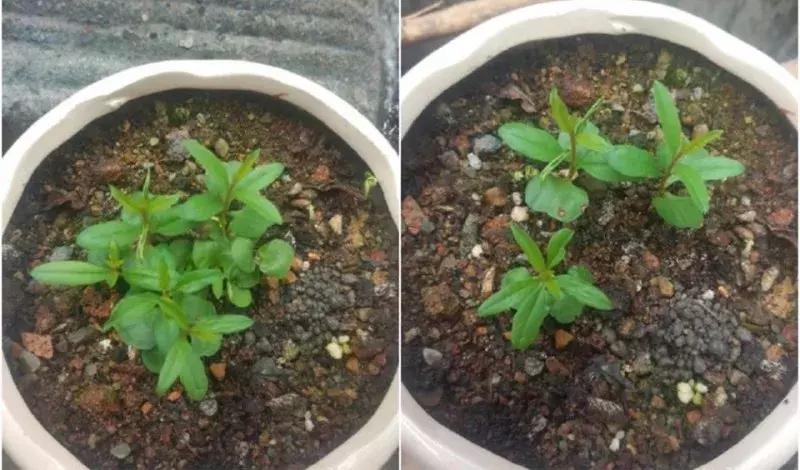 水果核丢花盆发芽了,水果籽呛到肺里去发芽了