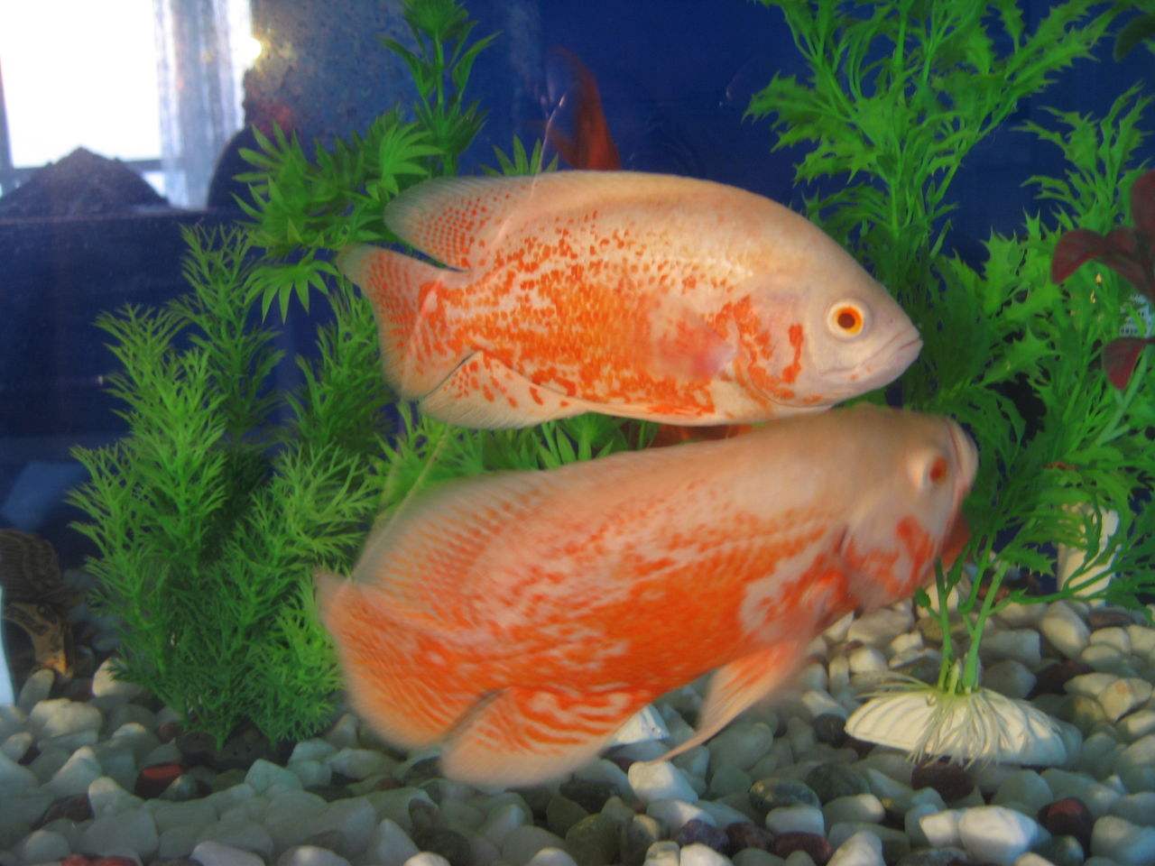 鹦鹉鱼斜身游东倒西歪怎么回事,鹦鹉鱼鱼肿嘴是怎么回事