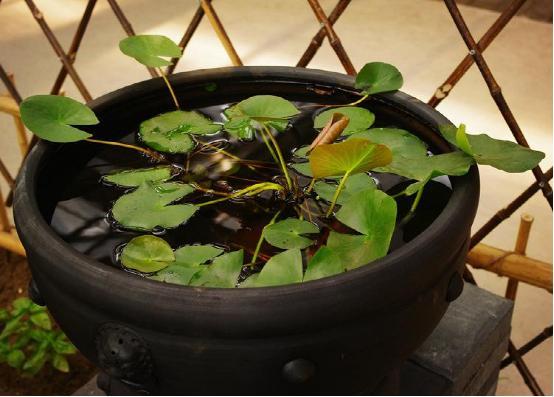 水培睡莲有蚊虫怎么办,睡莲盆内如何灭蚊子幼虫