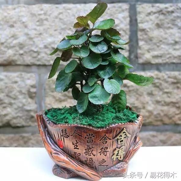 福禄桐绿植花卉,福禄桐防烂根