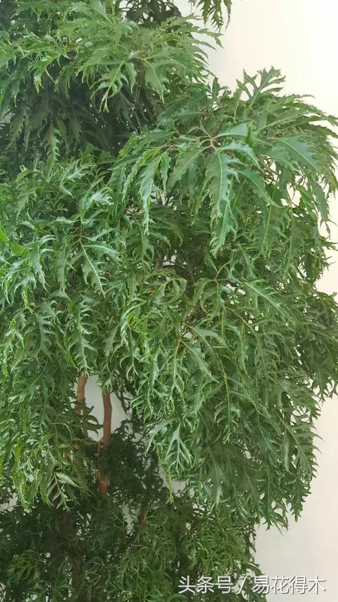 福禄桐绿植花卉,福禄桐防烂根