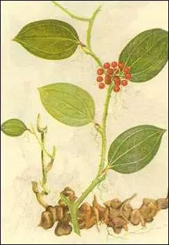 「栖霞山·植物百科」菝葜：开从绿条上，散逐香风远