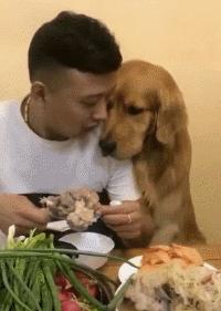 狗狗吃东西中毒症状,狗狗吃东西中毒要多久