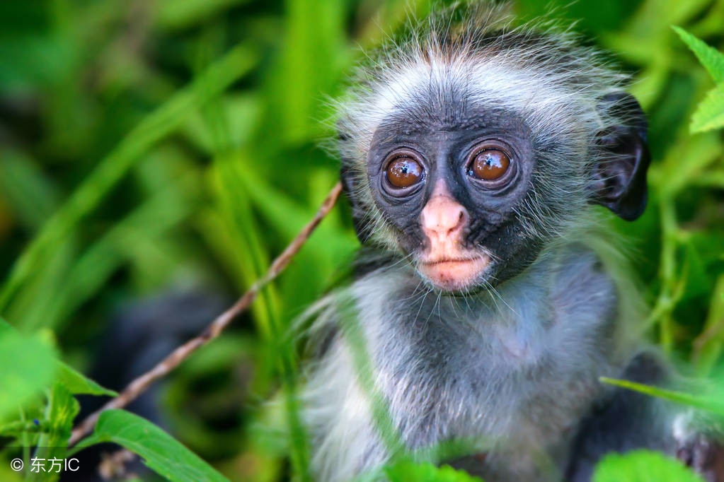 巴厘岛慢时光,巴厘岛的生活
