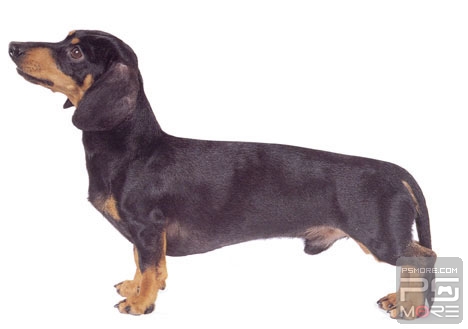 关于世界名狗名犬排行榜,世界名犬狗的品种大全