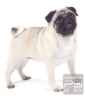 关于世界名狗名犬排行榜,世界名犬狗的品种大全