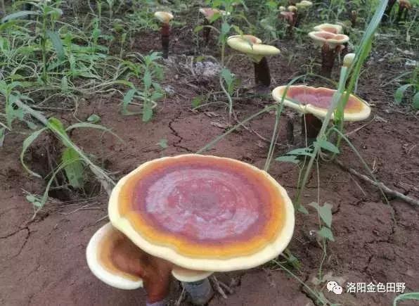 嵩县灵芝种植,嵩县何村蛮峪岭