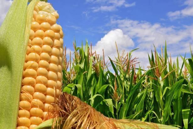 农村小本养殖创业项目大全,项目致富