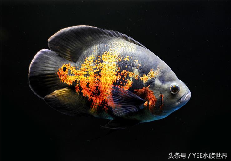 观赏鱼扁扁的趴在缸底叫啥,观赏鱼在13度水温趴缸