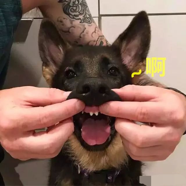 小德牧卖萌撒娇,小德牧向主人撒娇抱抱