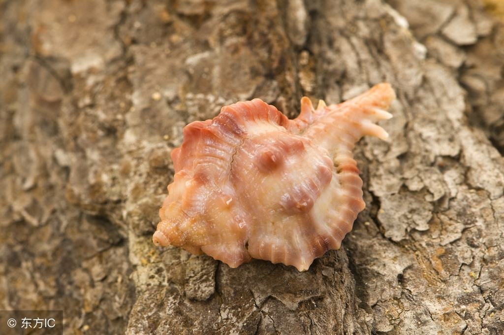 蚧壳虫防治方法,蚧壳虫最好防治方法