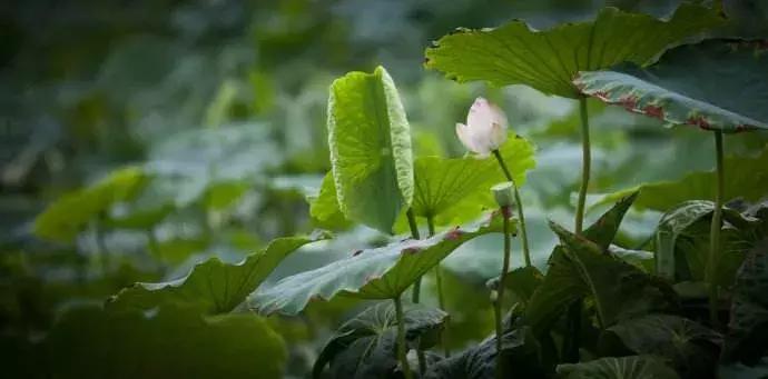 天府本色｜连雨不知春去，一晴方觉夏深