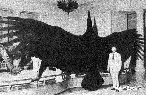 为何阿根廷称为潘帕斯雄鹰,阿根廷为啥叫潘帕斯