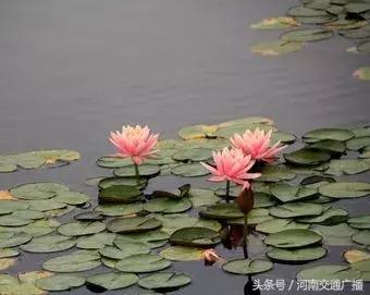 郑州哪里可以入夏赏荷,郑州最佳赏荷地来了