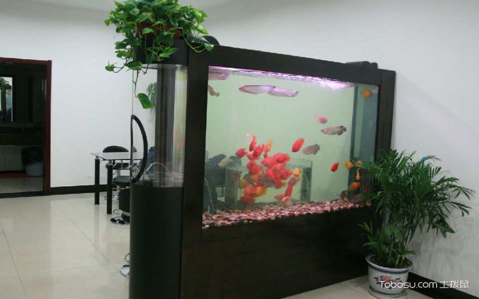 鱼缸太高会破财吗,鱼缸摆放的十大忌讳