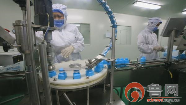 平度蟠桃大姜,平度蟠桃朱家井大姜种植