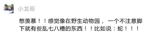 自家别墅花园有蛇什么原因,深圳一别墅区惊现蛇出没