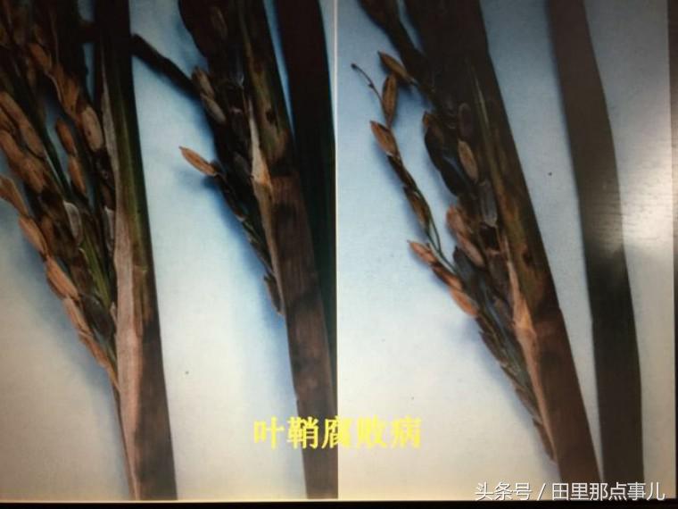 稻瘟病怎么消除,稻瘟病发生危害与防治措施调查