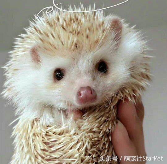 萌爆了！抖音同款蠢萌刺猬，赶紧入手一只撸撸撸！