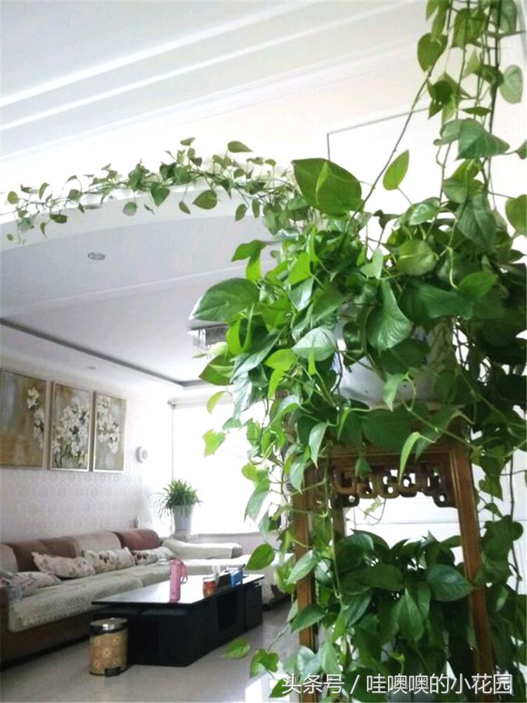 绿萝喝什么水容易爆盆,绿萝怎么养才能更旺盛喝什么水