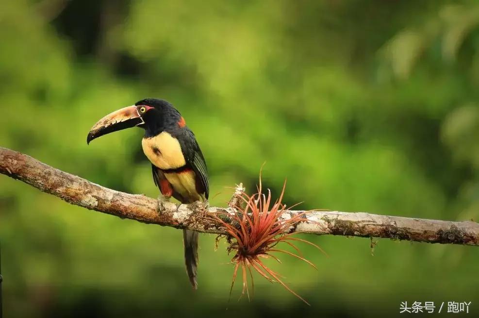 单次世界杯进球最多的国家,世界杯进球最多一场的国家