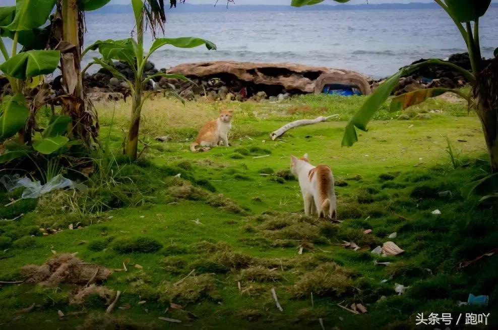 单次世界杯进球最多的国家,世界杯单场进球最多的国家