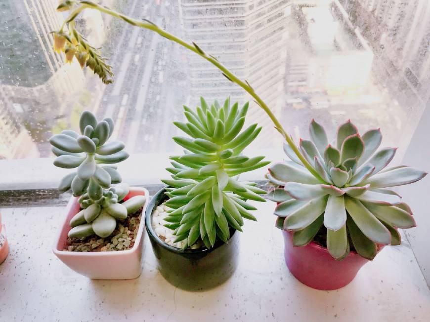 怎样才能把多肉植物养好,多肉植物要怎么种