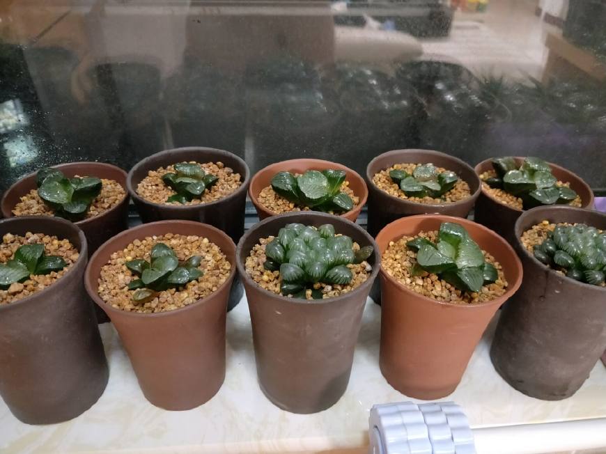 夏天玉露怎么避免烂根,如何处理玉露烂根