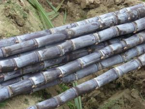 甘蔗番薯茶,甘蔗南沙果蔗