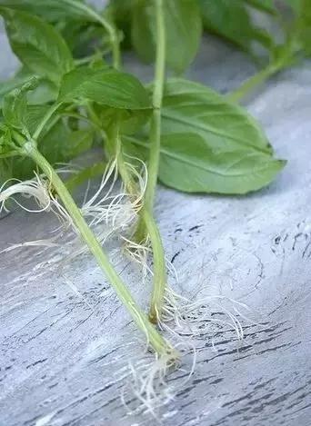 闲时种花草,夏天种几盆薄荷