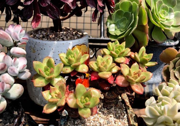 多肉长根瘤怎么处理,多肉植物根瘤病