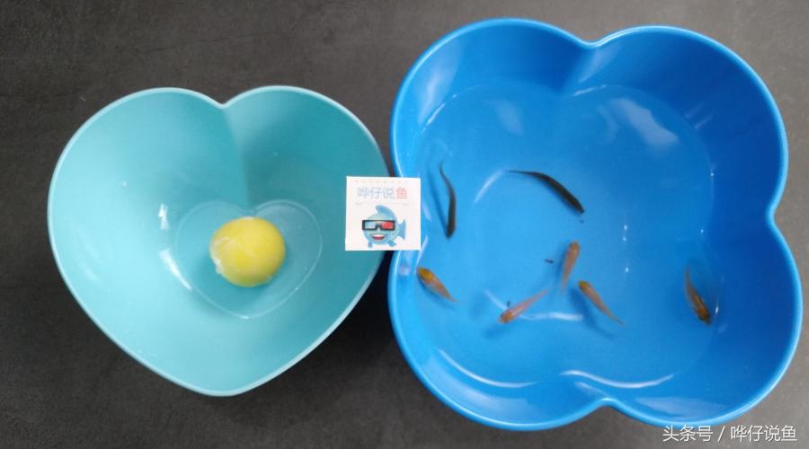 一个鸡蛋，三个妙用：宠物鱼玩家的福音，解决鱼缸三大问题